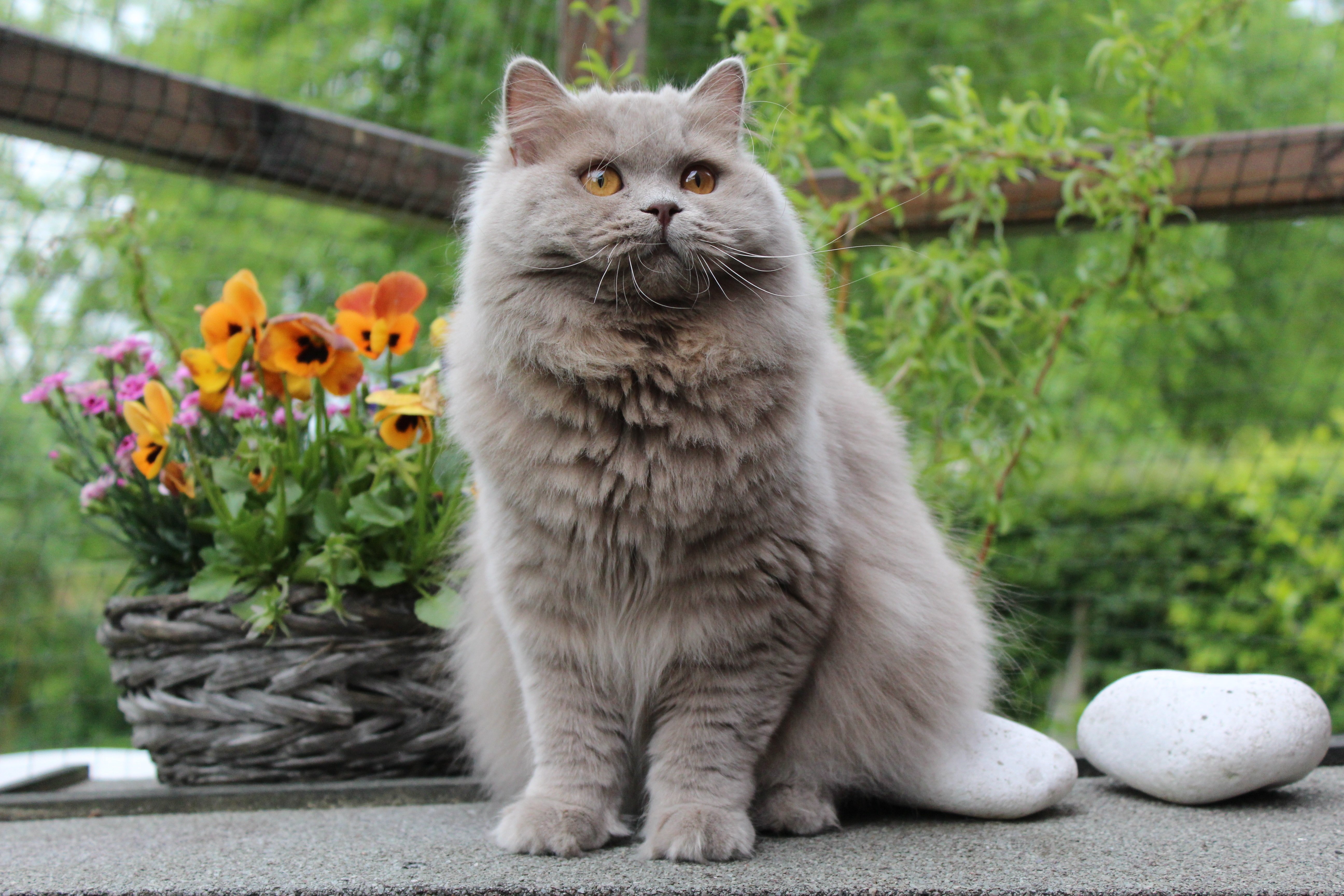 Photos de races de chats mixtes British Longhair