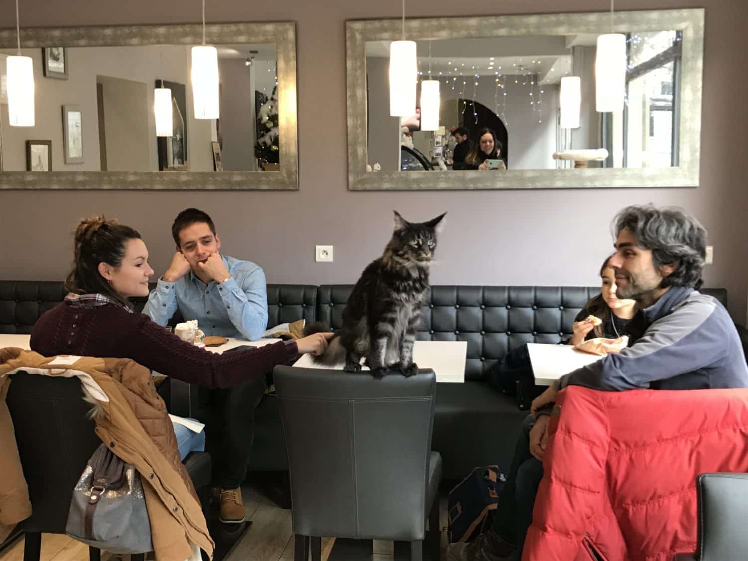 Cat Cafés en France, partie II
