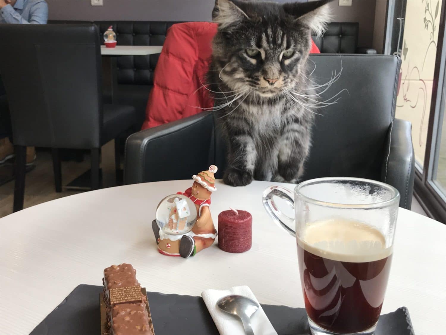 Cat Cafés en France, partie II