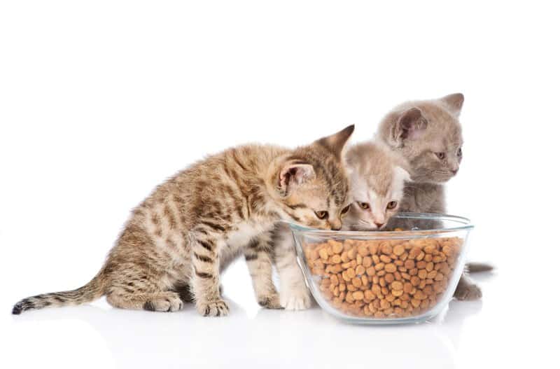 Comment choisir la nourriture parfaite pour votre chat ?