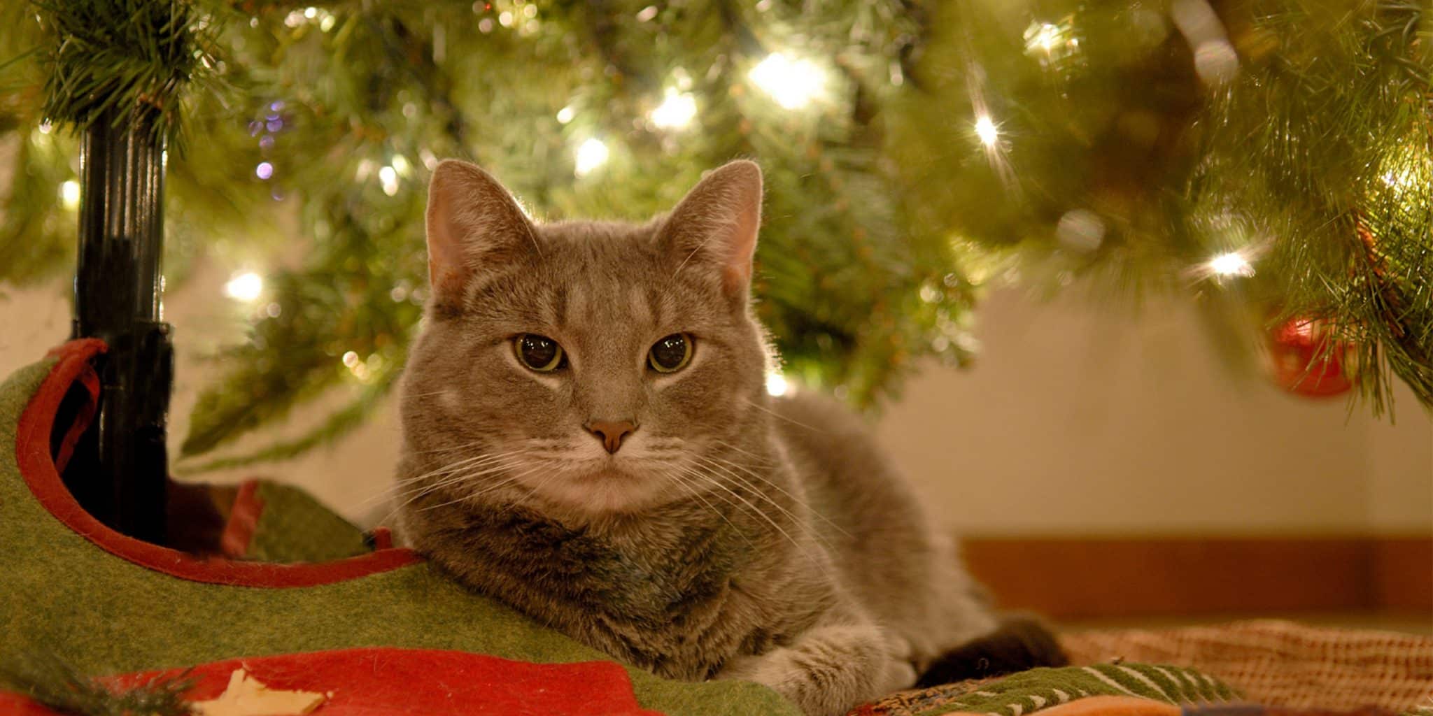 Comment protéger vos chats pendant les fêtes de Noël ?