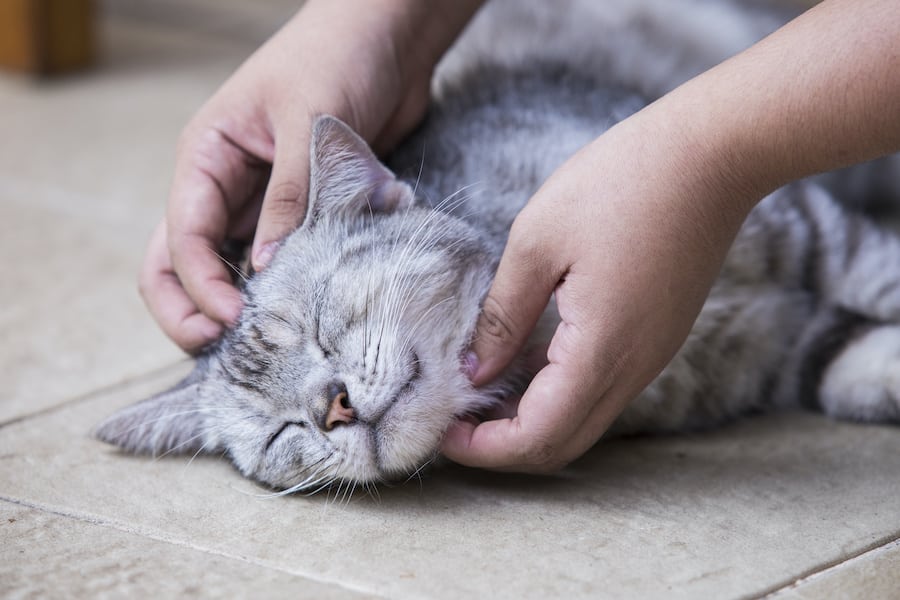 Découvrez les bienfaits de la réflexologie pour les chats : le miroir de leurs pattes
