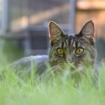 7 dangers des chats qui se cachent dans votre jardin