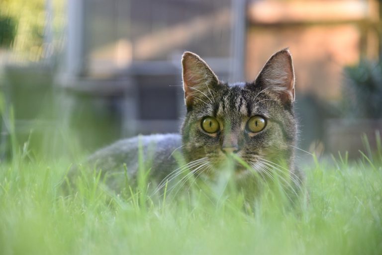 7 dangers des chats qui se cachent dans votre jardin