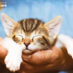 Katzenworld présente aux International Cat Care Awards