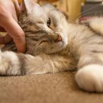 9 Facteurs essentiels à prendre en compte avant d’accueillir un chaton ou un chat