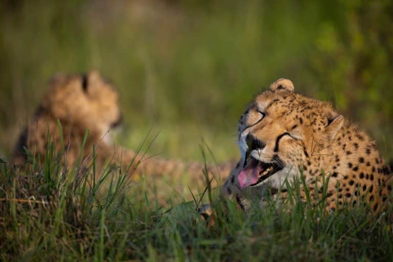 Deux guépards nés au Canada chassent maintenant avec succès dans la réserve du Zimbabwe