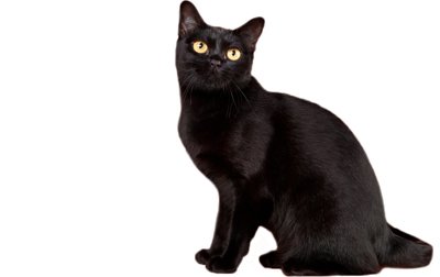 Bombay Cat Breed – Informations, images, caractéristiques de ces chats