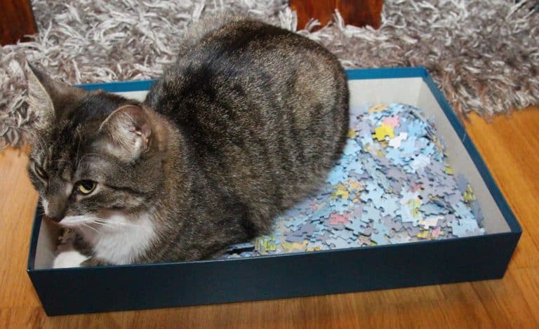Cat Behaviorist propose un cours en ligne gratuit pour les propriétaires de chats qui cherchent à perdre