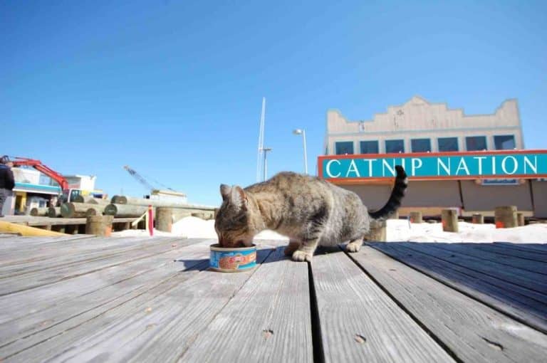 CATNIP NATION – Documentaire Wildcat