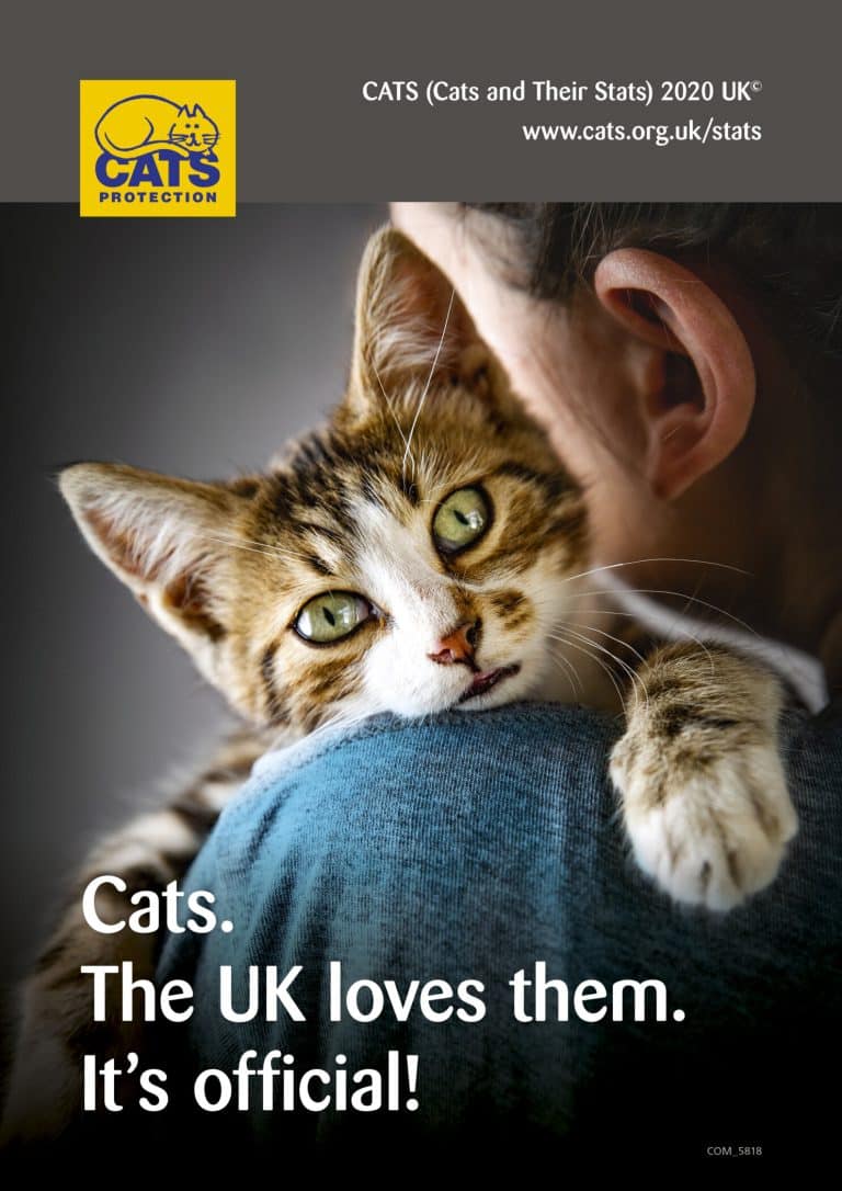 Un nouveau rapport révèle la réalité de la vie des chats britanniques