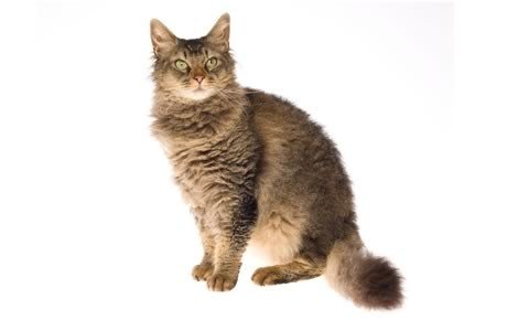 Chat LaPerm – Informations, images, caractéristiques de cette race de chat