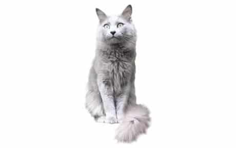 Chat Nebelung – Informations, images, caractéristiques de cette race de chat