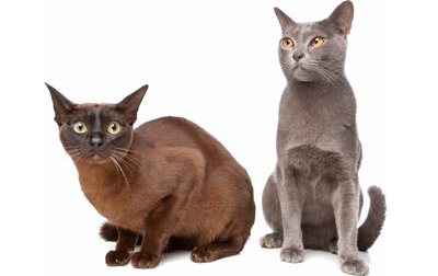 Chat birman – Informations, images, caractéristiques et comment prendre soin de cette race de chats