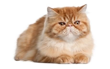 Comment prendre soin d'un chat persan : informations, images et caractéristiques