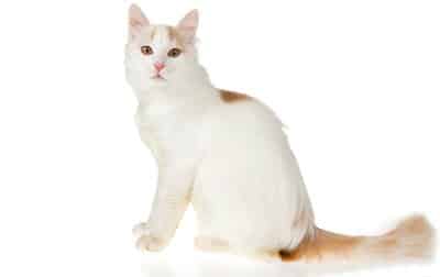 Comment prendre soin d'un chat Turc de Van : informations, images et caractéristiques