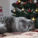 Christmas-Tree-Cat-Grey-Celebration-Snow-Winter-3090664.jpg