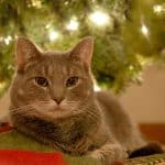 Garder les chats en sécurité : Sécurité de Noël