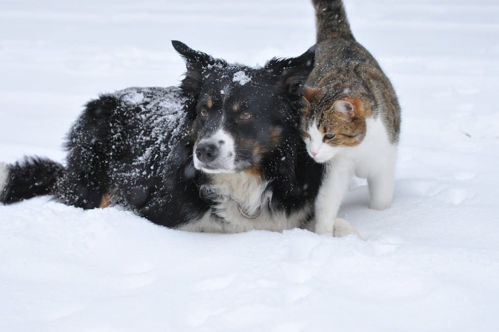 Cinq façons de préparer votre animal de compagnie à la neige et aux températures inférieures à zéro