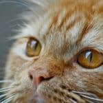Comment prendre soin d'un chat atteint de néphropathie ?