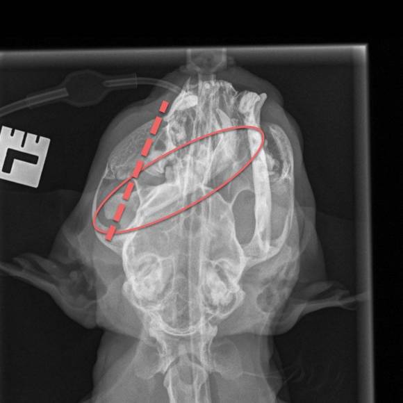 La radiographie de Loopie, la ligne pointillée montre où sa mâchoire gauche devrait être, solide est son emplacement