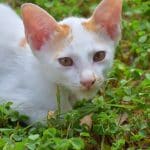 Kitten-Cute-Cat-White-Animals-Nature-Pets-2905572.jpg