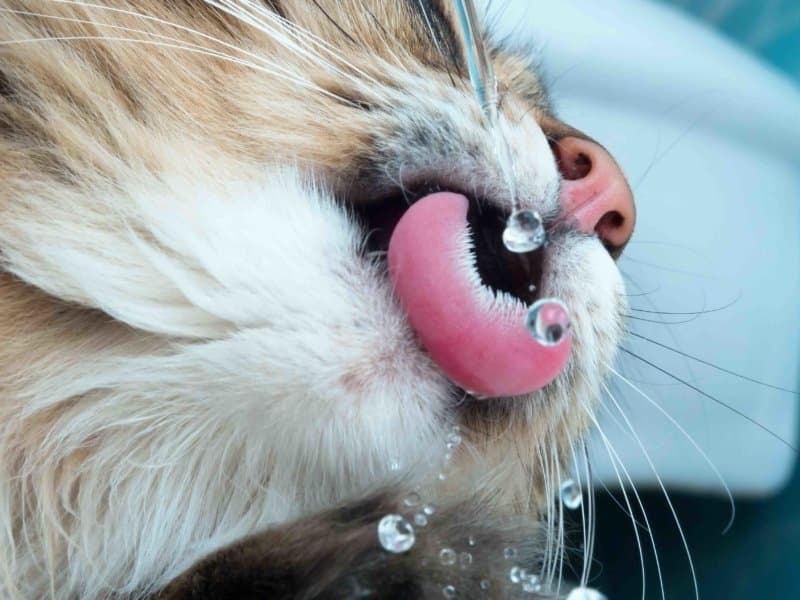 Les chats détestent-ils vraiment l'eau ?