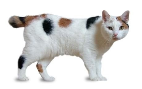 Manx Cat – Informations, images, caractéristiques de cette incroyable race de chats