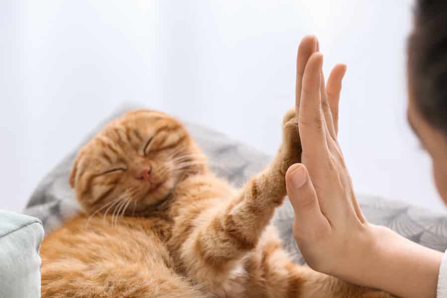 Découvrez les bienfaits de la réflexologie pour les chats : le miroir de leurs pattes