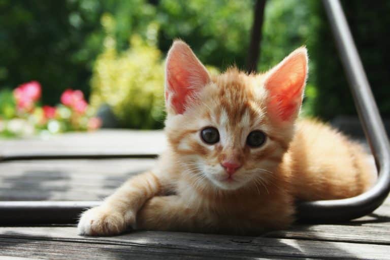 Adoption et magasins : ce que vous devez savoir sur la propriété d'un chat
