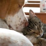 Comment aider votre chat et votre chien à vivre en harmonie