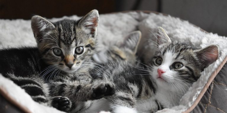 Science in Focus : Comportement de succion croisée chez les chatons