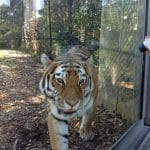 Rencontrez le tigre de Sibérie : Kira et Vasily