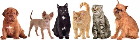 Top 10 des noms de chats et de chiens de 2013 - Mes chats et moi