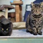 Célébration des 5 ans de partenariat entre la Pet-Tech Company et Wood Green pour soutenir les chats