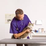 Zoetis-supports-iCatCare-campaign.jpg