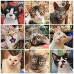 Adoptez un chat : Comment Trouver un Refuge pour Chat