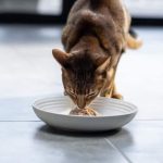 Alimentation sèche ou humide pour chat : Quelle est la meilleure pour votre compagnon ?