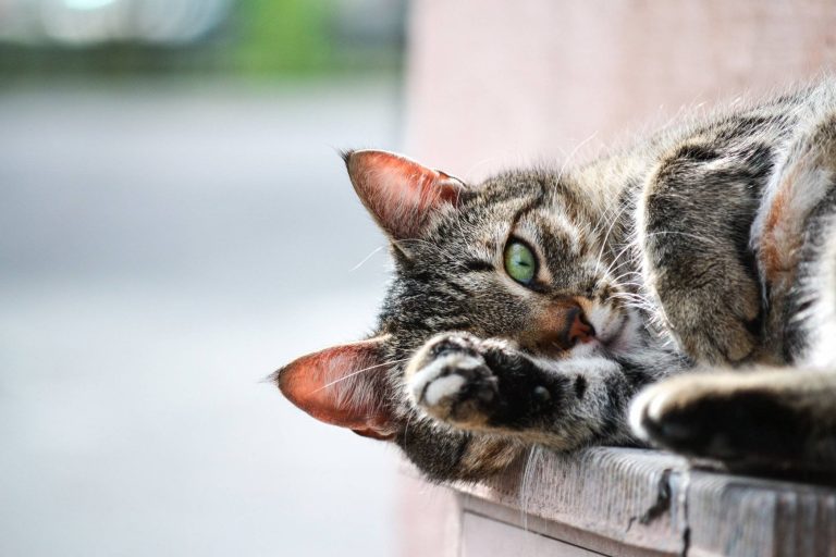 Les causes des éternuements et de l'écoulement nasal chez les chats et les solutions !