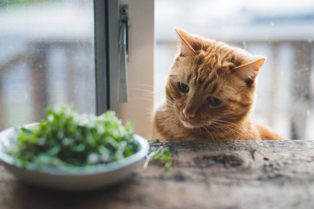 Message d’invité : Un régime végétalien peut-il garder les chats en bonne santé ?