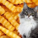 Les chats peuvent-ils manger des frites ?