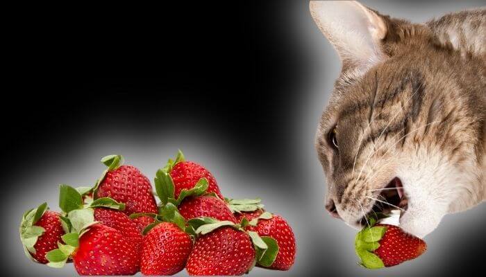 Les chats peuvent-ils manger des fraises ? tous les faits