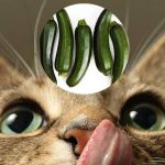 Les chats peuvent-ils manger des courgettes ?