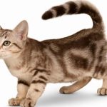 Caractéristiques et images des chats Australian Mist : tout ce que vous devez savoir