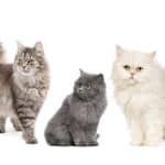 Mews - Utilisez Webbox pour créer votre propre profil en ligne pour votre animal de compagnie