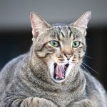 5 conseils pour les chats maigres en surpoids