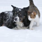 Conseils pour les animaux de compagnie en hiver