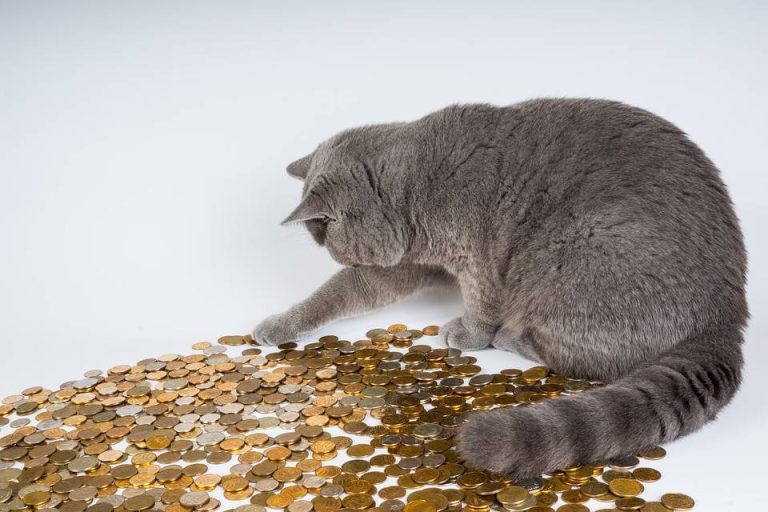 Catnip Wars – Jour 15 C'est donc là que votre argent entre en jeu !