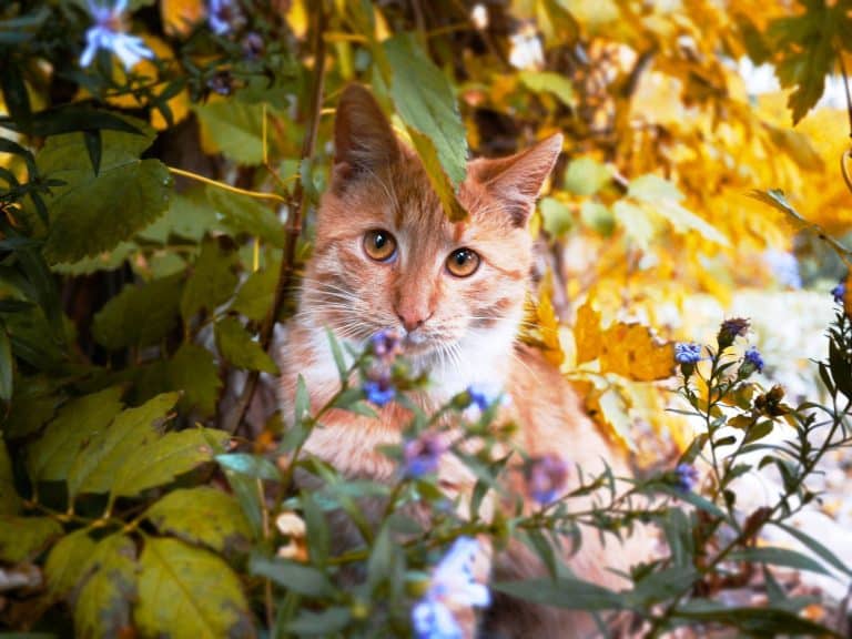 Garder les animaux de compagnie en sécurité cet automne : comment éviter les plantes vénéneuses