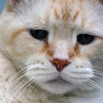 cat-domestic-pet-feline-tabby-rescue-portrait-old-senior.jpg